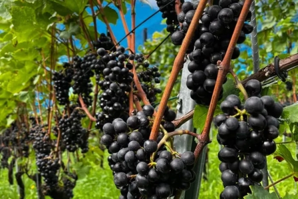 Urner Weinwanderung