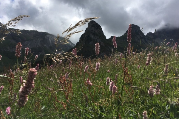 Alpenkranz 1. Etappe: Klewenalp-Hinterjochli-Gitschenen (Isenthal)